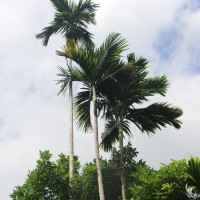 Areca catechu L.